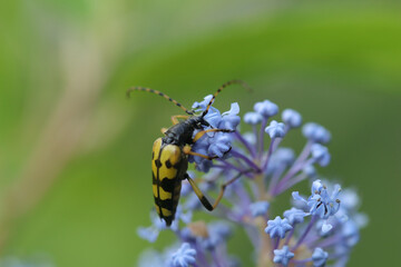 Lepture tachetée (Rutpela maculata)
Rutpela maculata in its natural element
