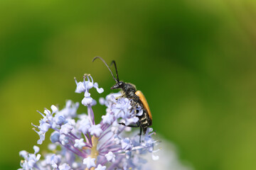 Lepture tachetée (Rutpela maculata)
Rutpela maculata in its natural element
