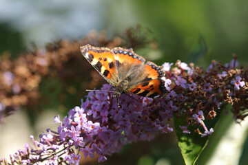 Petite Tortue (Aglais urticae)
Aglais urticae on an unidentified flower or plant
