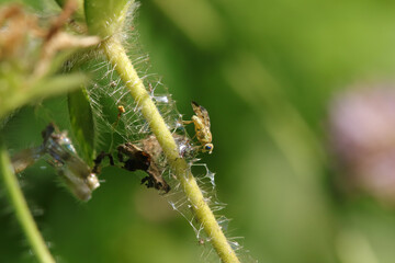 Terellia tussilaginis - Orellia tussilaginis
Terellia tussilaginis - Orellia tussilaginis in its natural element
