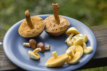 Fresh mushrooms from Kashubian forests, Stezyca, Poland.