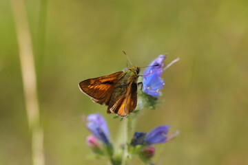 Sylvaine (Ochlodes sylvanus)
Ochlodes sylvanus in its natural element
