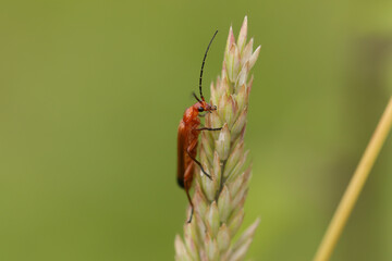 Téléphore fauve --- Cantharide fauve (Rhagonycha fulva)
Rhagonycha fulva on an unidentified flower or plant
