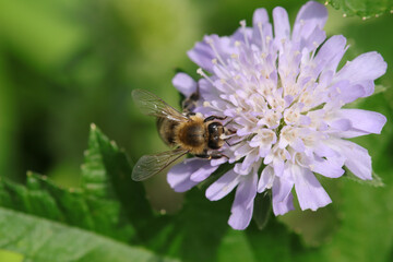 Abeille domestique --- Abeille mellifère (Apis mellifera)
Apis mellifera on an unidentified flower or plant
