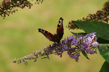 Paon du jour (Aglais io)
Aglais io on an unidentified flower or plant
