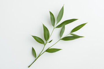 Green Sprig Minimalism: A single green twig with delicate leaves rests elegantly against a simple background, radiating serenity and natural beauty. The image captures the essence of simple living.