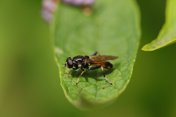 Xylote indolente (Xylota segnis)
Xylota segnis in its natural element
