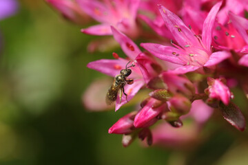 Lasioglossum sp.
Lasioglossum sp. on an unidentified flower or plant
