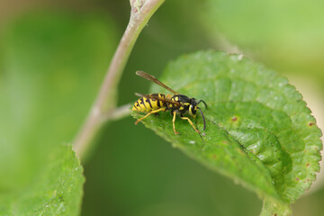 Fototapeta premium Guêpe germanique --- Guêpe européenne (Vespula germanica) Vespula germanica in its natural element 