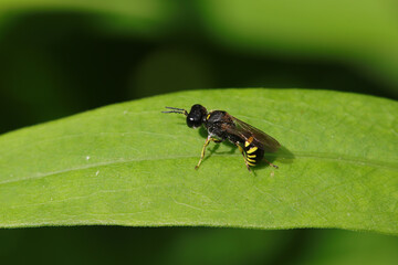 Ectemnius continuus
Ectemnius continuus in its natural element
