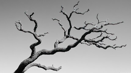 Obraz premium Twisted Dead Tree Branch Against Sky, Nature Photography