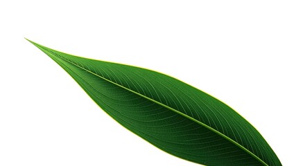 Leaf Line Art Minimalist Illustrations