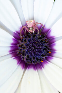 Pink Crab Spider Camouflaged on an African Daisy Flower
