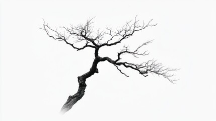 Fototapeta premium Leafless tree branch, winter scene, white background, nature design