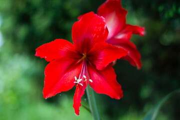 red hibiscus flower