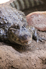close up of a crocodile
