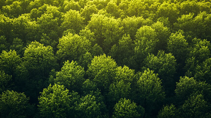 Naklejka premium Aerial view of a young green forest in spring or summer.