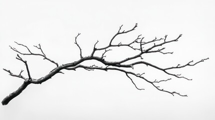 Bare branch, winter, white background, nature, design element