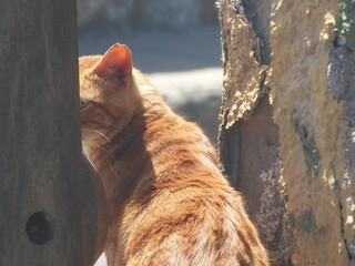 Gato naranja mirando de reojo