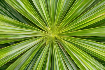 Obraz premium A close-up view of palm leaves with a texture-rich background