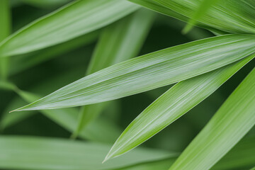 Obraz premium Lush Green Foliage: A close-up macro shot of vibrant green leaves, showcasing intricate textures and delicate veins. The image evokes a sense of tranquility and natural beauty.