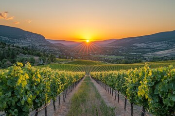 Fototapeta premium Sunset over vineyard in a rural valley