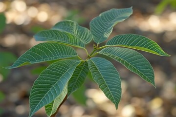 Green Leaf Close-Up