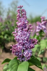 Tender purple lilac background. Moody macrophotography. Blossoming spring flowers wallpaper. Beautiful seasonal floral closeup. Copy space. Atmospheric photo. Vertical photo