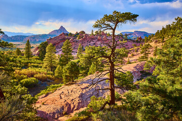 Rugged Pine and Sandstone at Zion National Park Golden Hour Serenity