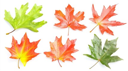 Fototapeta premium Colorful Maple Leaves Displaying Autumn Shades and Textures