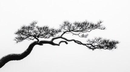 Silhouette of a pine tree branch, misty mountain background, nature photography, Zen-like peace