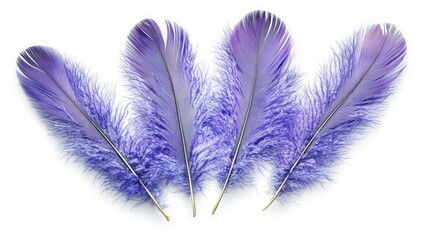 Obraz premium Vibrant Purple Feathers Arrangement on White Background for Crafts