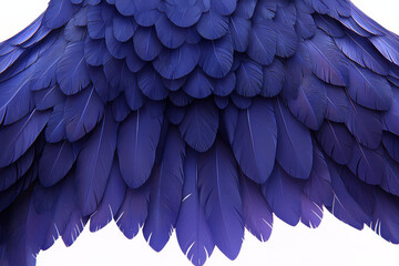 Obraz premium Deep blue wing feathers, richly textured, arranged in a majestic arc.