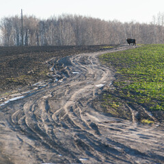 A bison bonasus stands on a country field road © alexeyborodin