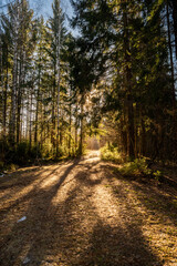 Fototapeta premium Sunlight through the trees in the forest