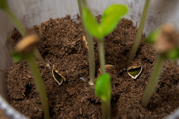 Young pumpkin sprouts in a pot
