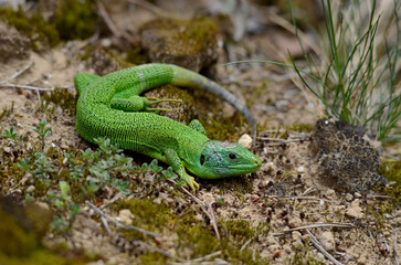 Westliche Smaragdeidechse (Lacerta bilineata) 