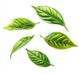 Obraz premium Green tea leaves isolated on a transparent background. (.PNG)