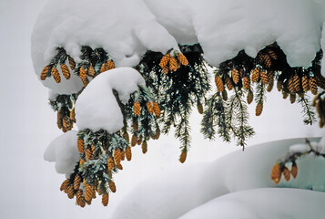 A tree branch loaded with cones and laden with snow