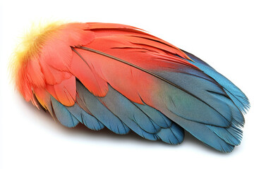 Obraz premium Vibrant red and blue bird feathers, isolated on white.