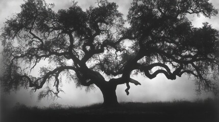 Majestic oak tree silhouette, hilltop, stormy sky, nature photography, website background