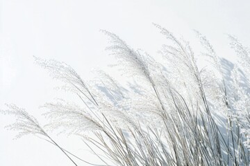 Fototapeta premium Frosted Grass in Soft Light