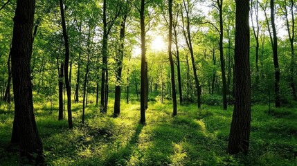 Obraz premium Sunlit Forest Trees Lush Green Undergrowth
