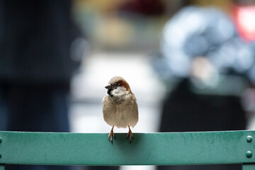 A small bird is perched on a green bench