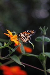 Exquisite orange, black and white monarch feeding on the bright Mexican sunflower, Tithonia Rotundifolia, a bright sunny, happy flower, perfect for the garden. Easy to grow and a butterfly magnet.
