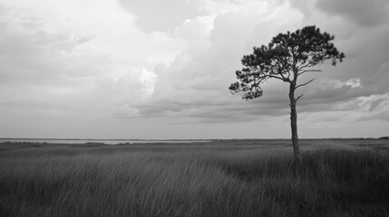 Obraz premium Lone tree marsh landscape, coastal scenery, stormy sky, peaceful solitude, nature photography