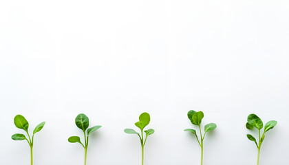 fresh sprouts in white background