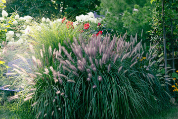 Arching fountain grass, Pennisetum alopecuroides, Bottlebrush grass, illuminated during the golden...