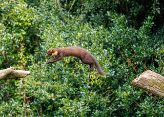 Pine Marten Jumping