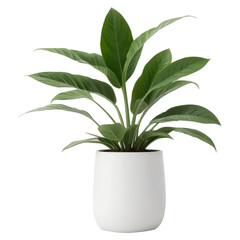 plant in a pot